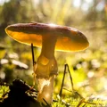 Uwaga! Te grzyby mogą być śmiertelnie niebezpieczne