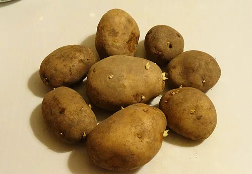 Podczas gotowania starych pomarszczonych ziemniaków....