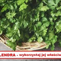 KOLENDRA – wykorzystaj jej właściwości zdrowotne