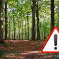 Niepozorne owady wywołują alarm. Służby apelują o ostrożność!