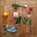 Dorada w ziołach