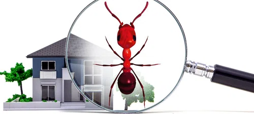 5 skutecznych sposobów na pozbycie się mrówek z domu?