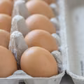 UWAGA NA JAJKA Z BIEDRONKI! SALMONELLA!