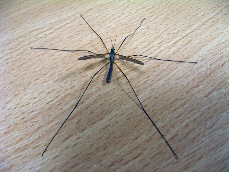 Zdjęcie W twoim mieszkaniu jest taki komar? Lepiej to przeczytaj. #2