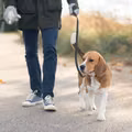 Kto zabierze psa po rozwodzie? Odkrywamy, co mówi na ten temat prawo!
