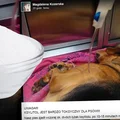 Już po 15 minutach PIES Pani Magdy zaczął chorować – NIGDY TEGO NIE RÓB!