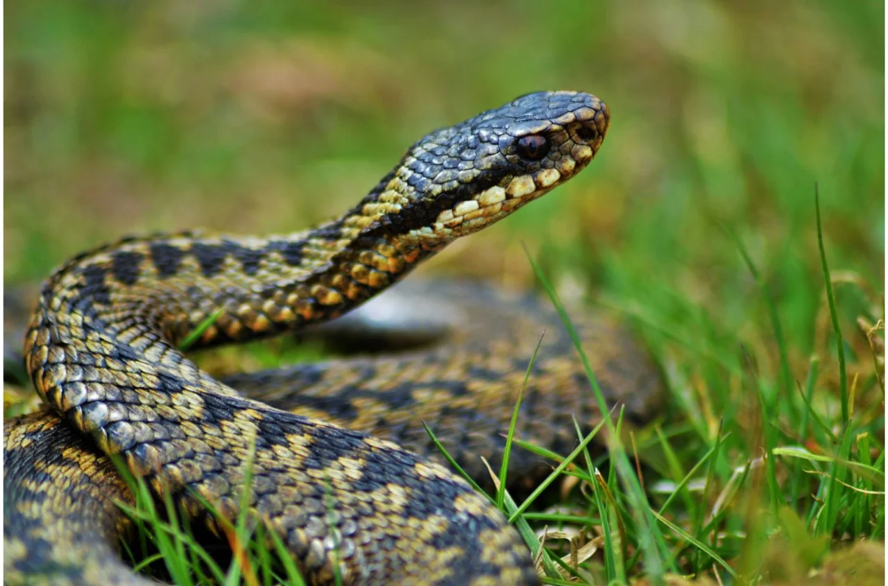 Turysta ukąszony przez żmiję w Bieszczadach! Ratownicy komentują: „Na własne życzenie”!