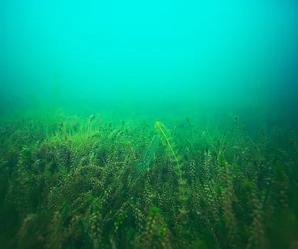 Uwaga plażowicze: niebezpieczne algi rozprzestrzeniają się w wodzie!
