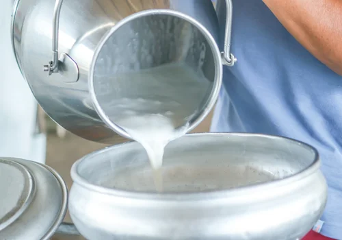Mleko maziowe - Naturalna aspiryna na przeziębienie i grypę! Odkryj jego leczniczą moc