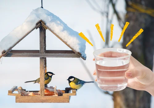 Najczęściej pomijany, ale kluczowy element przy dokarmianiu ptaków! Jego brak jest gorszy niż brak jedzenia