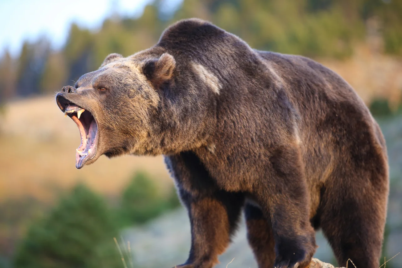 JAK UCIEC przed niedźwiedziem?