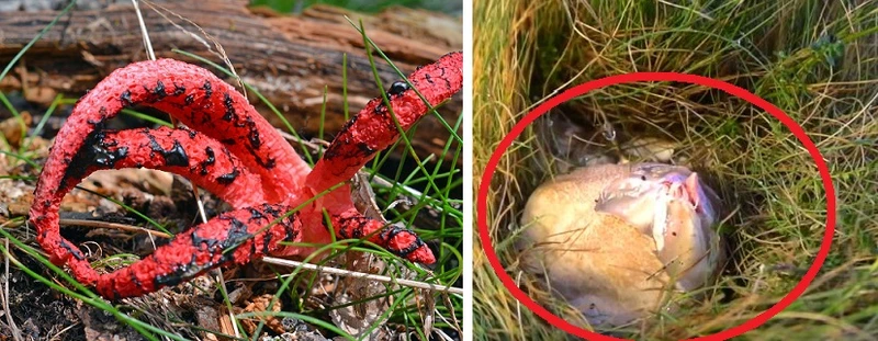Jeśli zauważysz tego grzyba na swojej drodze, lepiej się do niego nie zbliżaj!