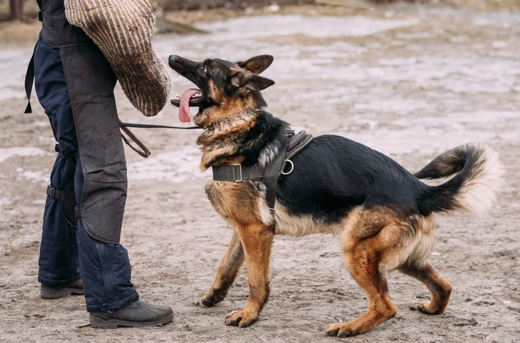 Zdjęcie 500 zł emerytury dla psów! Wsparcie dla zasłużonych zwierząt i ich właścicieli #1