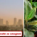 Czy wiesz, że niektóre ROŚLINY chronią nas przed SMOGIEM?