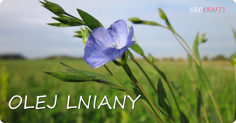 Olej lniany w pielęgnacji