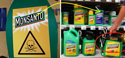 Monsanto zapłaci 1,1 mld zł odszkodowania. Jego produkt wywołał raka!