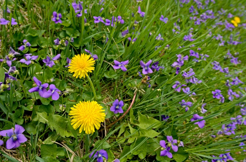Ten mały fioletowy kwiatek to babciny sposób na ból gardła! Działa jak naturalna tarcza przeciw wirusom i bakteriom