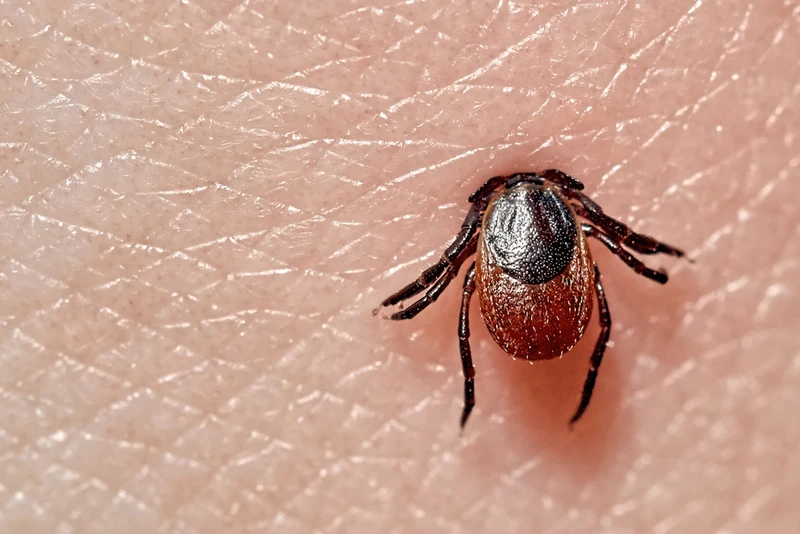 Nowa odmiana kleszcza! Uważaj, jest bardzo niebezpieczny