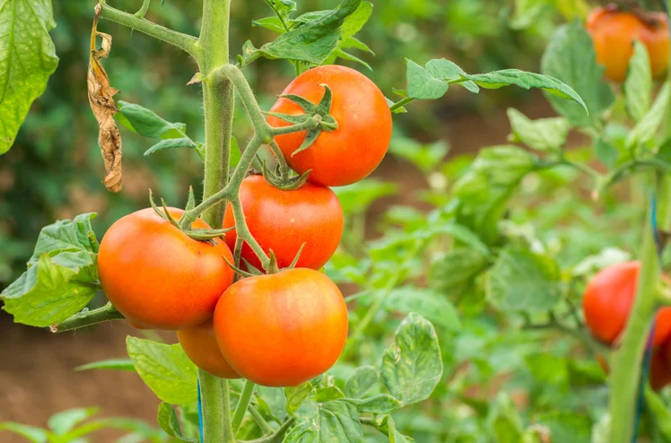 Zdjęcie Pomidory będą rosły jak szalone!  Naturalny nawóz z 3 składników za 2 złote! #1