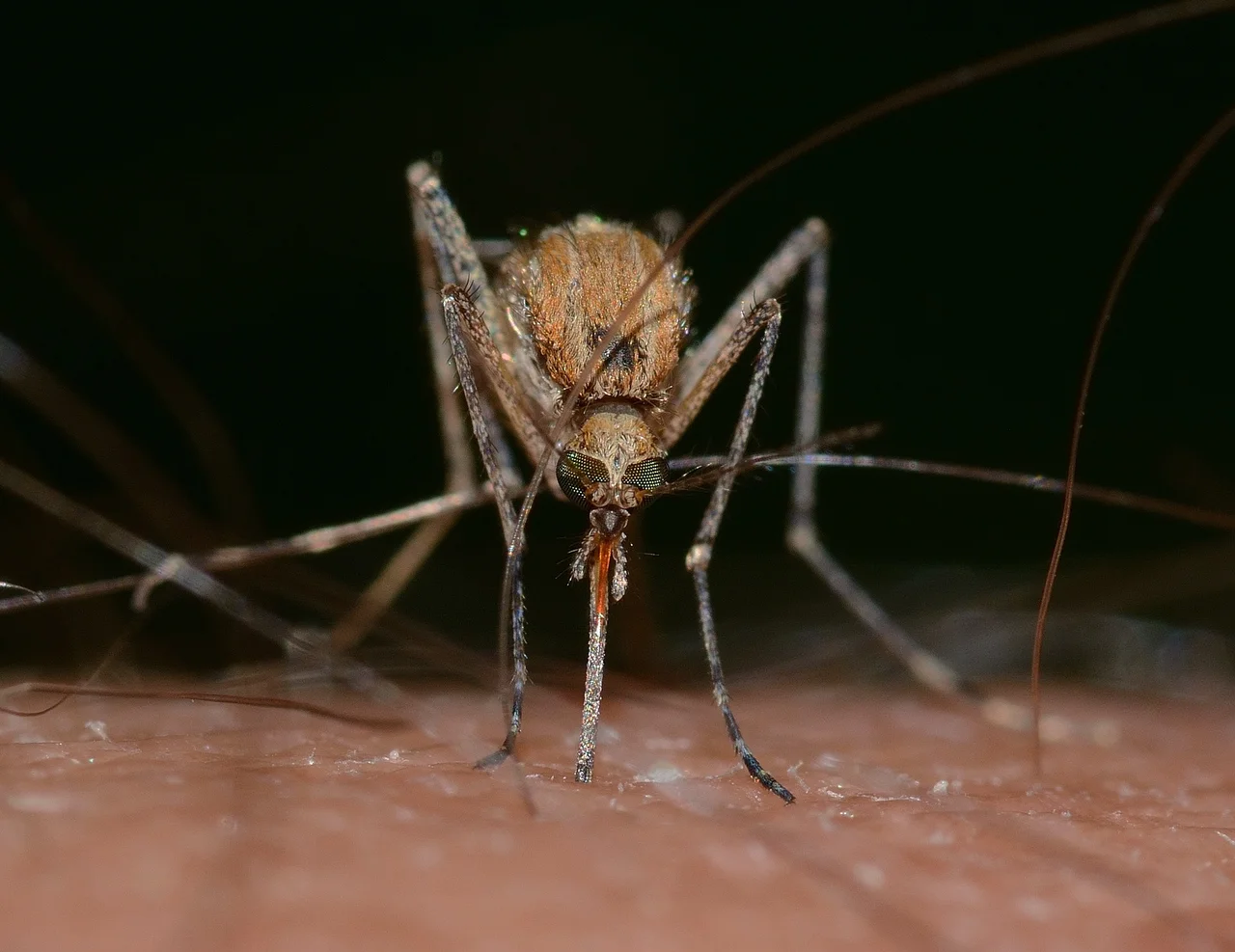 Stop komarom! Poznaj 5 roślin, które odstraszają komary