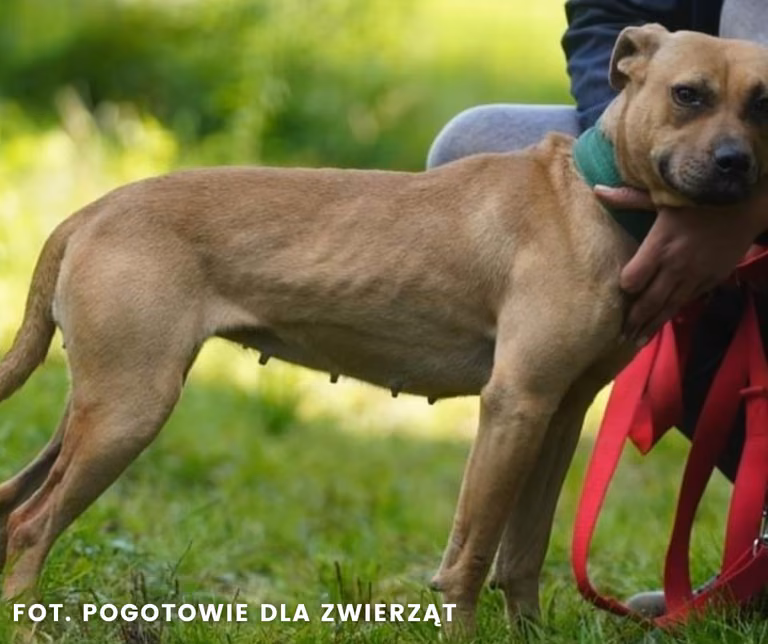 Skazany za brutalne walki psów zatrzymany przez opolskich "łowców głów"