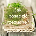 Jak posadzić rzeżuchę? Najlepszy sposób na sadzenie!