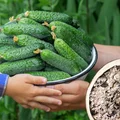 Posyp TYM swoje ogórki, a będą rosły jak szalone! Naturalna metoda za grosze, którą stosowali już nasi dziadkowie