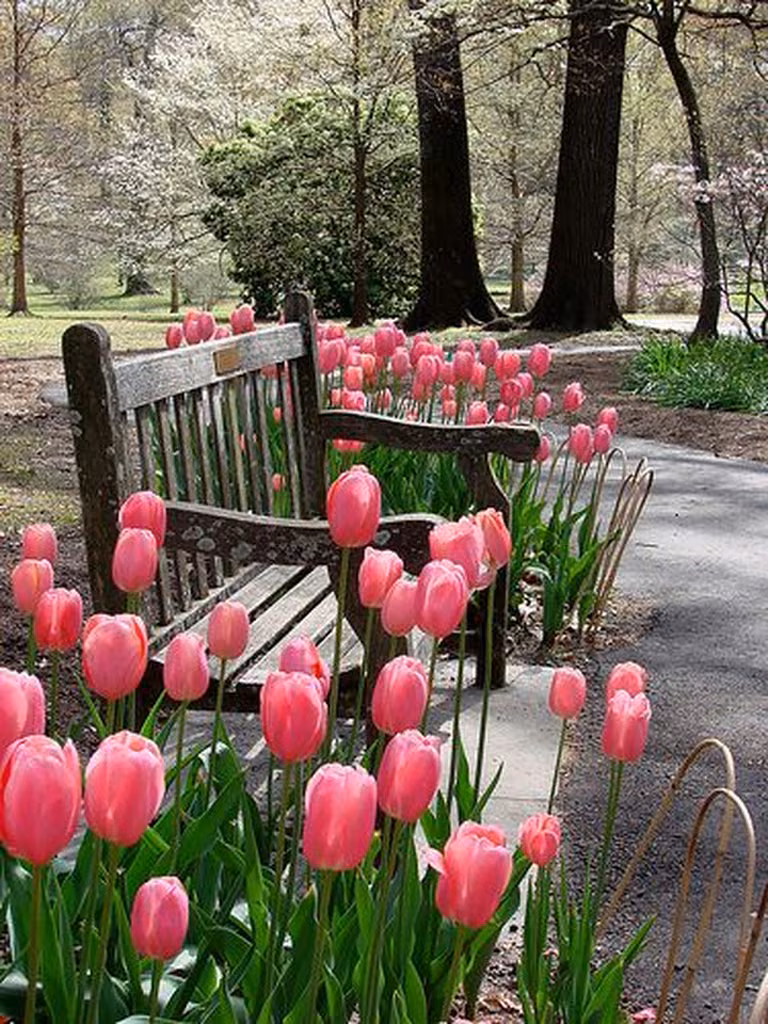 Tulipany w parku