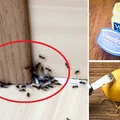Jak pozbyć się mrówek z domu? 7 domowych sposobów!