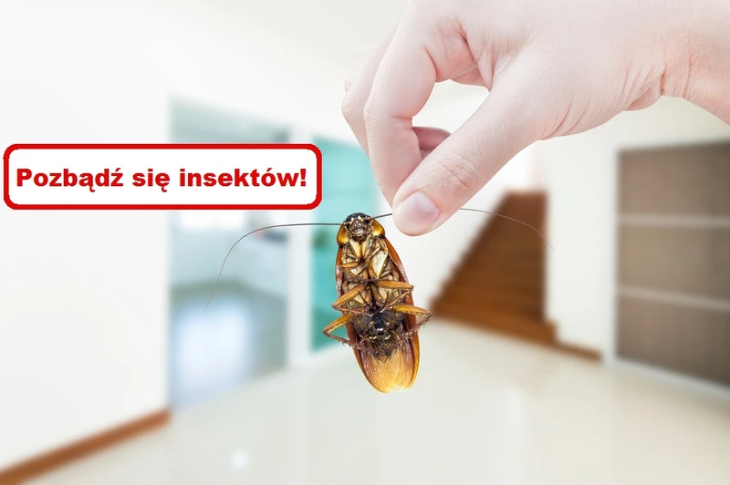 Pozbądź się OWADÓW z domu! Wypróbuj skuteczne sposoby