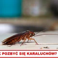 JAK POZBYĆ SIĘ KARALUCHÓW?
