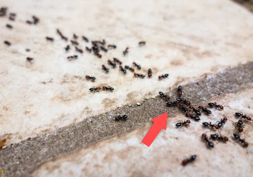 Jak pozbyć się mrówek z ogrodu? Poznaj Jak kilka ekologicznych sposobów!