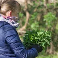 Czy pokrzywa naprawdę działa? Sprawdź, kiedy pomaga, a kiedy może zaszkodzić