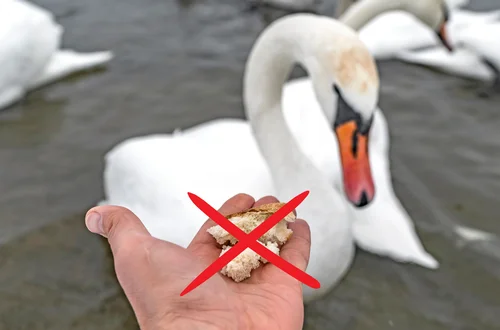 Anielskie skrzydło – tragiczny efekt dokarmiania łabędzi chlebem!