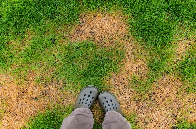Twój trawnik wygląda jak Sahara?  Pomaluj go i ciesz się trawą jak z katalogu!