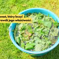Ten powszechny chwast ma super moc! Od leczenia anemii po wspomaganie wzrostu włosów