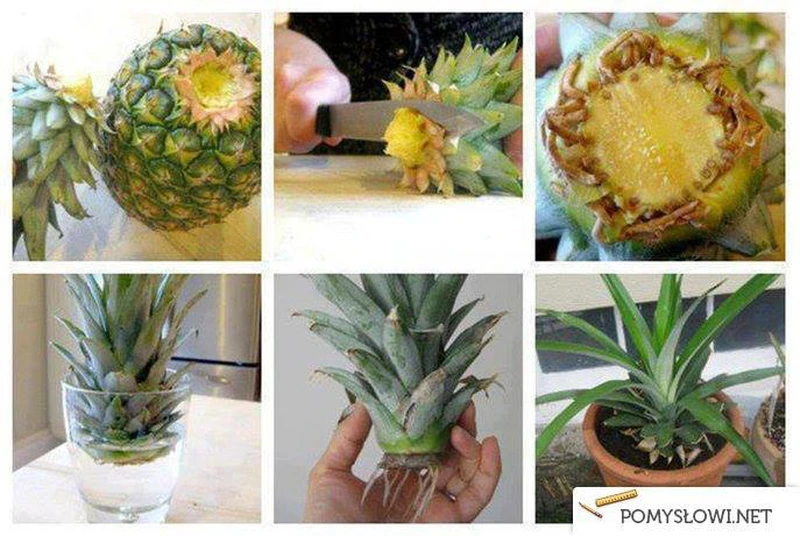 Ananas w doniczce