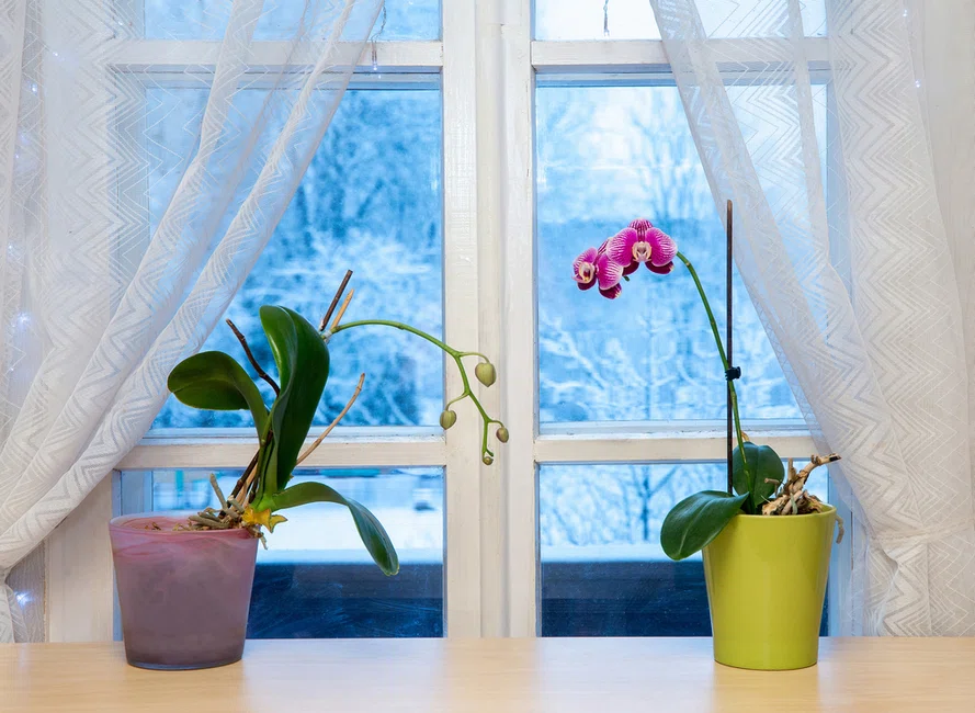 Comment entretenir les orchidées en hiver ?