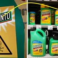 Monsanto zapłaci 1,1 mld zł odszkodowania. Jego produkt wywołał raka!