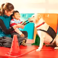 Ogólnopolski Dzień Dogoterapii: Rola Psów Terapeutycznych w Rehabilitacji
