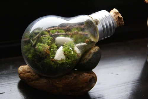 DIY terrarium w żarówce