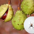 Kasztany pomogą pogonić pająki z Twojego domu! Sprawdź ten babciny trik!