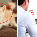 Myślisz o adopcji kota? Ta firma wprowadziła urlop „kocierzyński”!
