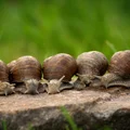 Dzień Ślimaka: Święto Fascynujących Stworzeń