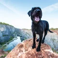 Czy kundle to superrasa? Udowodniono, że nierasowe psy są najzdrowsze