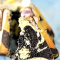 Marmurkowa babka majonezowa