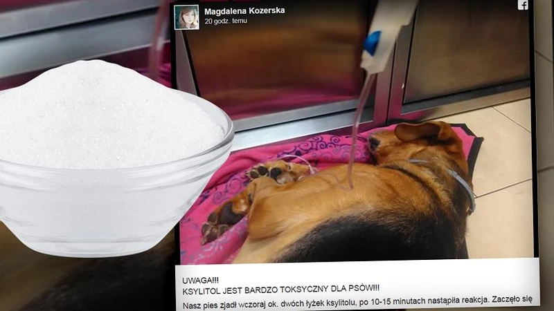 Już po 15 minutach PIES Pani Magdy zaczął chorować – NIGDY TEGO NIE RÓB!