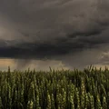 Groźna noc przed Polską. Alerty IMGW dla 14 województw!
