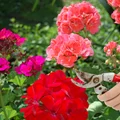 Czy pelargonie trzeba przycinać? Co zrobić, aby kwitły cały sezon?