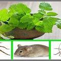 Trzymaj tą roślinę w domu, a odstraszysz pająki i inne insekty!